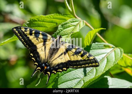 Issaquah, Washington, Stati Uniti. Western Tiger Swallowtail farfalla su un Viburnum plicatum arbusto. Foto Stock