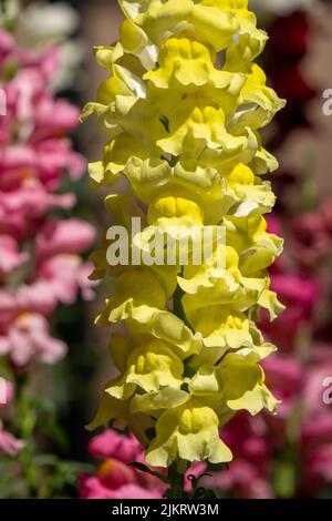 Issaquah, Washington, Stati Uniti. Fiori di Snapdragon giallo. Foto Stock