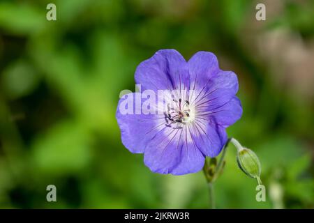 Issaquah, Washington, Stati Uniti. Rock Cress Aubrieta Axcent Light Blue flower. Foto Stock