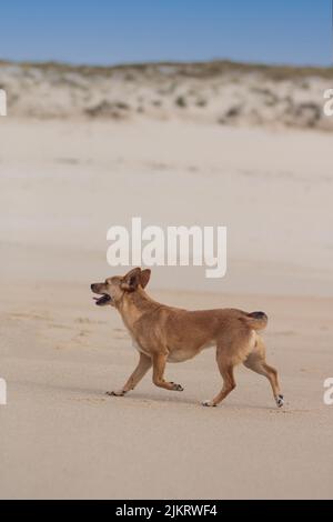 Un cane bruno allegro che cammina liberamente in spiaggia su una duna di sabbia. Orientamento verticale con spazio vuoto per il testo Foto Stock