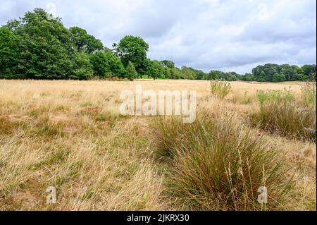 Ammira il campo di battaglia nella Battaglia di Hastings del 1066, Battaglia, East Sussex, Inghilterra. Foto Stock