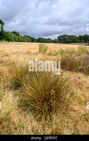 Ammira il campo di battaglia nella Battaglia di Hastings del 1066, Battaglia, East Sussex, Inghilterra. Foto Stock