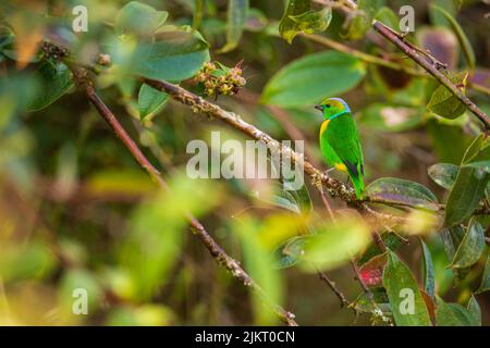 Una clorofonia dorata tra vegetazione , Savegre , Costa Rica Foto Stock