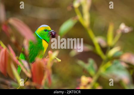 Una clorofonia dorata tra vegetazione , Savegre , Costa Rica Foto Stock