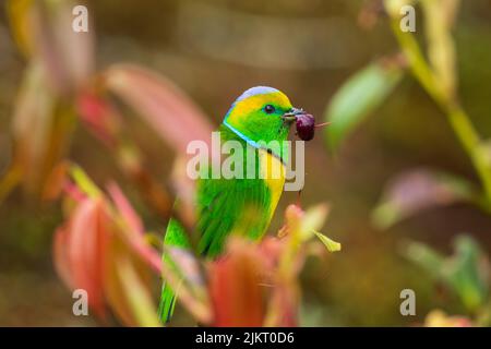 Una clorofonia dorata tra vegetazione , Savegre , Costa Rica Foto Stock