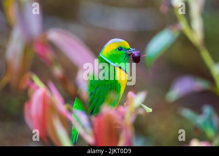 Una clorofonia dorata tra vegetazione , Savegre , Costa Rica Foto Stock