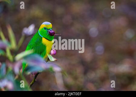 Una clorofonia dorata tra vegetazione , Savegre , Costa Rica Foto Stock