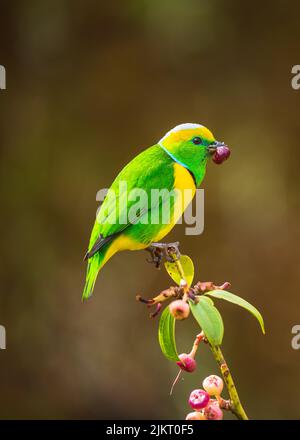 Una clorofonia dorata tra vegetazione , Savegre , Costa Rica Foto Stock