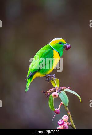 Una clorofonia dorata tra vegetazione , Savegre , Costa Rica Foto Stock