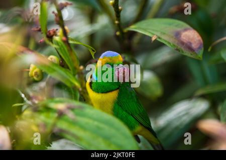 Una clorofonia dorata tra vegetazione , Savegre , Costa Rica Foto Stock