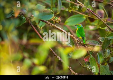 Una clorofonia dorata tra vegetazione , Savegre , Costa Rica Foto Stock