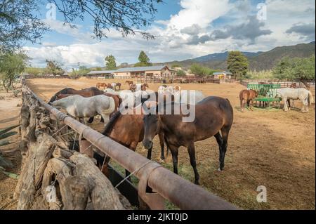 Cavalli su Arizona ranch in un Corral Foto Stock