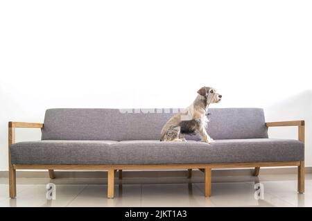 cane seduto in una grande poltrona, guardando fuori dalla finestra Foto Stock