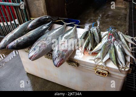 Pesce Jack fresco (hippos di Caranx) e sgombro indiano (Rastrelliger kanagurta) pesce su una bancarella di mercato nella città di Victoria, Mahe, Seychelles. Foto Stock