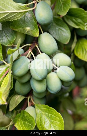 Frutta di maturazione sovraffollata su un albero di susina di Victoria Foto Stock