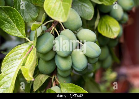 Frutta di maturazione sovraffollata su un albero di susina di Victoria Foto Stock