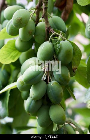 Frutta di maturazione sovraffollata su un albero di susina di Victoria Foto Stock