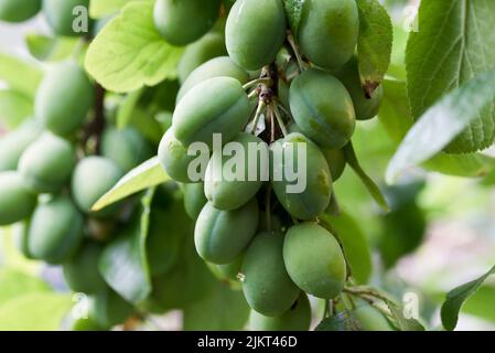 Frutta di maturazione sovraffollata su un albero di susina di Victoria Foto Stock