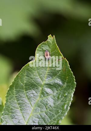 2 spot coccinella, Adalia bipunctata, pupe su una foglia Foto Stock