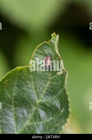 2 spot coccinella, Adalia bipunctata, pupe su una foglia Foto Stock