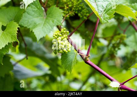 Maturazione delle uve da vino sulla vite Foto Stock