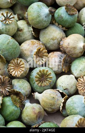 Papaver sniferum - teste comuni di semi di papavero di oppio Foto Stock