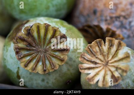 Papaver sniferum - teste comuni di semi di papavero di oppio Foto Stock