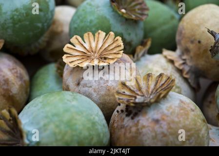 Papaver sniferum - teste comuni di semi di papavero di oppio Foto Stock