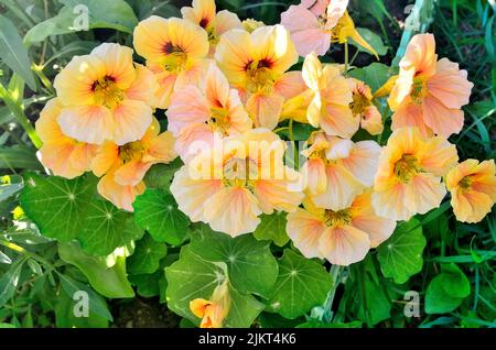Nasturzio fiorente nel giardino estivo. Bello sfondo floreale romantico con fiori delicati di un insolito colore giallo-rosa. Floricoltura e. Foto Stock