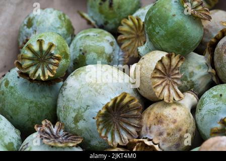 Papaver sniferum - teste comuni di semi di papavero di oppio Foto Stock