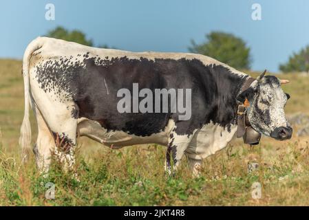 Mucche di vacca con un tratto di campana in pascolo in mountain.Alsace, Vosgi, Francia. Foto Stock