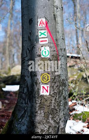 Trail marking nella foresta Palatinato, Germania Foto Stock