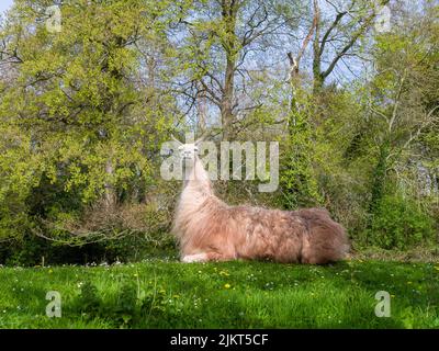 Una lama domestica (lama glama) che riposa in un campo nel sud-ovest dell'Inghilterra. Foto Stock