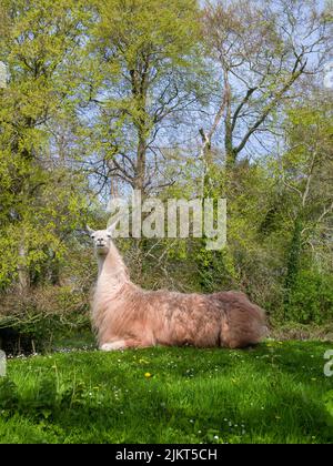 Una lama domestica (lama glama) che riposa in un campo nel sud-ovest dell'Inghilterra. Foto Stock