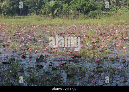 Fiore di loto rosa o giglio d'acqua che galleggianti sull'acqua Foto Stock