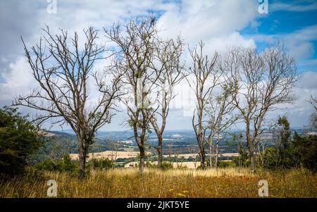 Alberi di cenere uccisi dalla malattia del dieback di cenere sulle Downs del sud nel Sussex occidentale, Regno Unito. Foto Stock