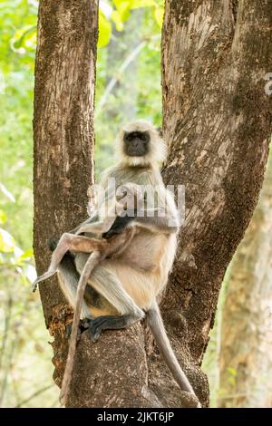 Un langur indiano aka il langur di hanuman che riposa sulla cima di un albero all'interno della riserva della tigre di Bandhavgarh durante un safari della fauna selvatica Foto Stock