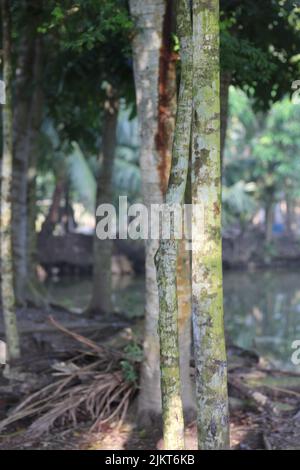 Albero solitario sullo sfondo del cielo blu, albero della vita con la visualizzazione delle radici magiche, il ranch dove soffia il vento Foto Stock