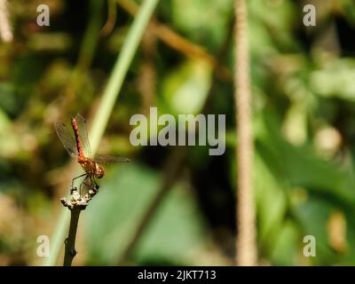 Una libellula rossa-venata darter in luce solare brillante, poised sulla punta di un gambo di pianta, circa per lanciare nell'aria e prendere il volo. Foto Stock