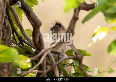 Un langur indiano aka il langur di hanuman che riposa sulla cima di un albero all'interno della riserva della tigre di Bandhavgarh durante un safari della fauna selvatica Foto Stock