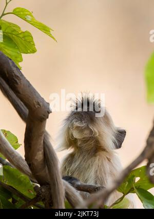 Un langur indiano aka il langur di hanuman che riposa sulla cima di un albero all'interno della riserva della tigre di Bandhavgarh durante un safari della fauna selvatica Foto Stock