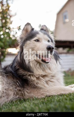 Un bel cane Husky siberiano si trova su un prato verde nella stagione calda. Primo piano Foto Stock