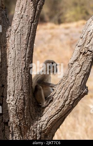 Un langur indiano aka il langur di hanuman che riposa sulla cima di un albero all'interno della riserva della tigre di Bandhavgarh durante un safari della fauna selvatica Foto Stock