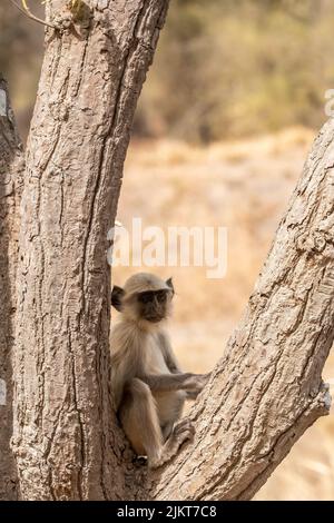 Un langur indiano aka il langur di hanuman che riposa sulla cima di un albero all'interno della riserva della tigre di Bandhavgarh durante un safari della fauna selvatica Foto Stock