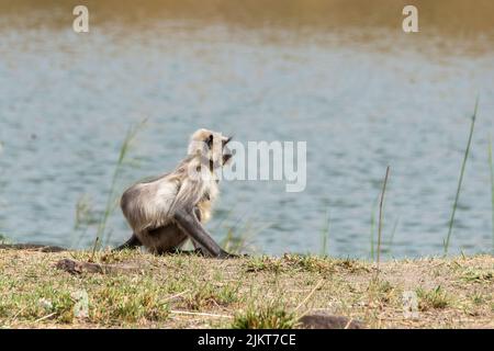 Un langur indiano aka il langur di hanuman che riposa sulla cima di un albero all'interno della riserva della tigre di Bandhavgarh durante un safari della fauna selvatica Foto Stock