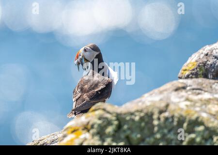 Un primo piano di un uccello Puffin che si erosa sulla roccia costiera Foto Stock