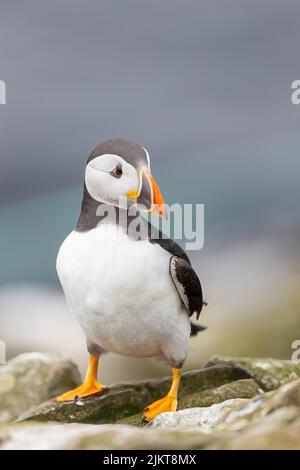 Un primo piano di un uccello Puffin che si erosa sulla roccia costiera Foto Stock