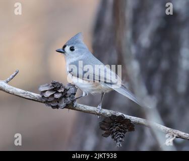 Un colpo di fuoco selettivo di un uccello tutfted del tittmouse che si attorciglia su twig Foto Stock