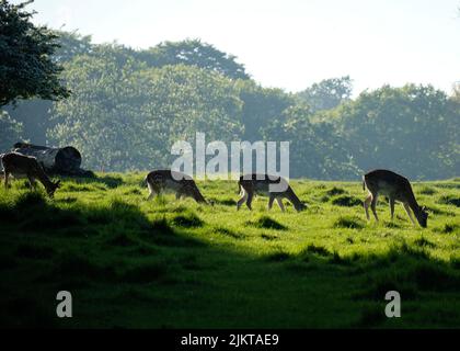 Una vista dei cervi che si nutrono nel campo nella bella natura Foto Stock