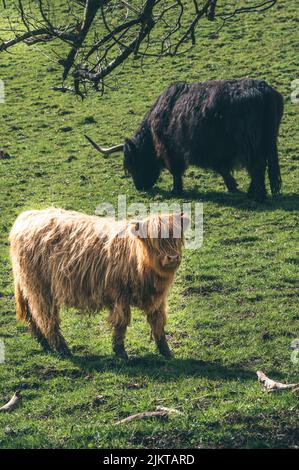 Un primo piano di una soffice mucca scozzese delle Highland sul bestiame delle Highland Foto Stock